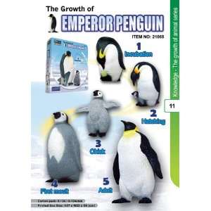    Amazing Penguin Metamorphosis Biological Science Kit Toys & Games