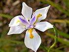 Fairy Iris Dietes grandiflora 3 Plants  