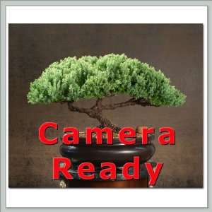 Camera Ready Bonsai Trees  Constellation  Grocery 