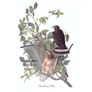  Broad Winged Hawk (8 1/2 by 11 1/2 Color Print 