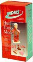  science 25002 human torso model with key brand pacific science part 