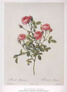 PIERRE REDOUTE botanical print MOSS ROSE DE MEAUX  