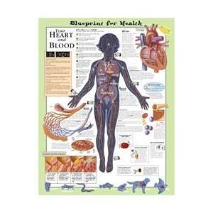 Blueprint for Health Your Heart and Blood Anatomical Chart  