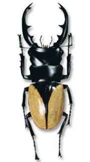 Insect of the world NO.09 Odontolabis burmeisteri  