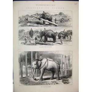   1885 Burmah Elephants Work Timber Sacred White Sketch