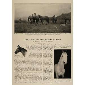   Article Morgan Horse Howard Betts Rathbone   Original Print Article