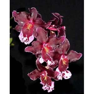Vuylstekeara Melissa Brianne orchid  Grocery & Gourmet 