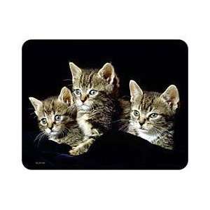 Tabby Cat Coasters