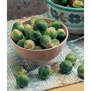  Brussels Sprouts, Catskill 1 Pkt. Patio, Lawn & Garden