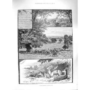  1888 RICHMOND PARK DEER SYLVANIAN NURSERY ANIMALS