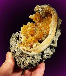 FOSSIL CLAMSHELL Filled w/Golden CALCITE Crystals FL  