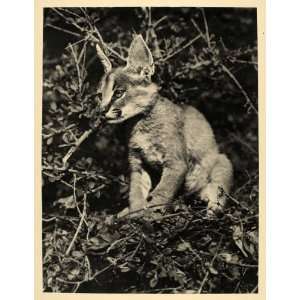  1930 Caracal Cat Kitten Africa Wildlife Photogravure 