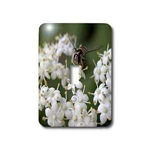   on Common Yarrow Flower   Light Switch Covers   single toggle switch