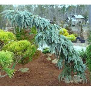  Weeping Colorado Blue Spruce the Blues 2   Year Graft 