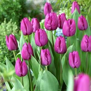  Endless Spring Purple Tulip Bulbs Patio, Lawn & Garden
