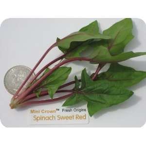 Minicrown Spinach Sweet   1   3oz Container (Average 50 Pieces Per 