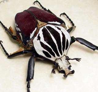 Impressive and large male Goliathus beetle 73mm (body size not 