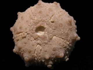 PM601  PERFECTLY PRESERVED CRETACEOUS ECHINOID Cidaris  