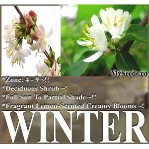  10 Fragrant Winter Honeysuckle Bush, Lonicera 