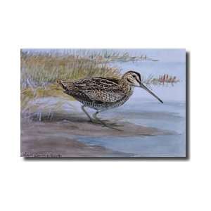  Wilsons Snipe Giclee Print