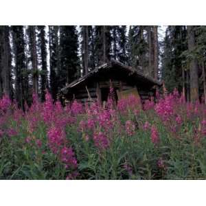 Abandoned Trappers Cabin Amid Fireweed, Yukon, Canada Photographic 