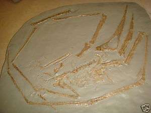 Fossil Dinosaur Age Pteranodon Skeleton In Situ Cast  