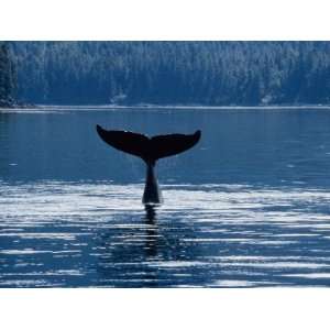 Humpback Whales, Raising Fluke Over Surface, AK, USA Photographic 