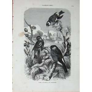  CassellS Birds C1870 Siskin Bullfinch Goldfinch Bird 