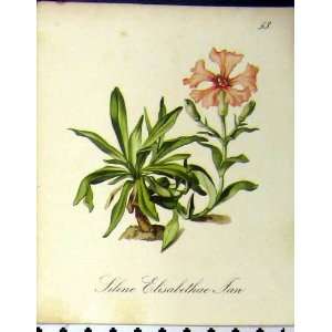  Silene Elisabethae Alpine Plant Seboth 1879 Nature