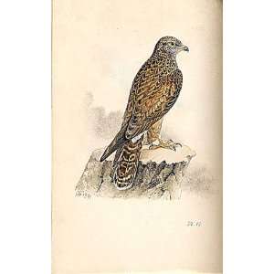  Meyer H/C Birds 1842 50 Honey Buzzard