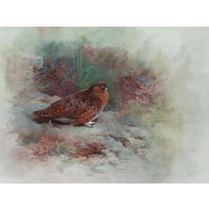     Archibald Thorburn   24 x 24 inches   A Grouse