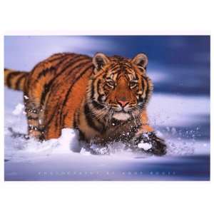 Siberian Tiger   Photography Poster   24 x 36