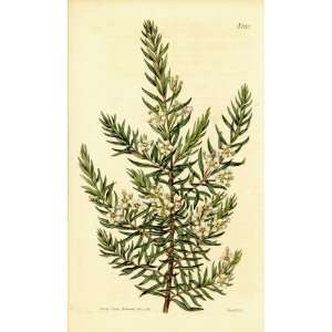   Botanical Engraving of the Twiggy Baeckea Patio, Lawn & Garden