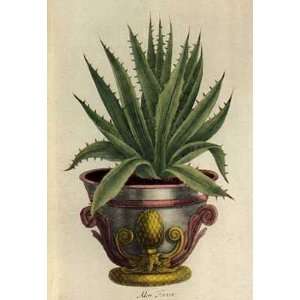  Potted Cacti By Johann Wilhelm Weinmann Highest Quality 