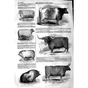  1845 PRIZE CATTLE OX PIG WETHER SHEEP FARM MACHINERY