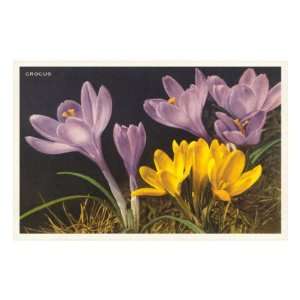  Purple and Yellow Crocus Floral & Botanical Premium Poster 