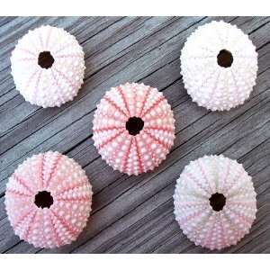  Lot of 5 Pink Sea Urchin Sea Shells