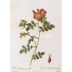  Sweet Briar Rose Redoute Botanical Vintage MOUSE PAD 