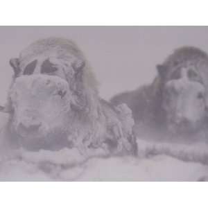  Two Musk Oxen (Ovibos Moschatus) Lie Covered in Ice and 