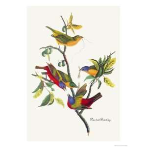   Giclee Poster Print by John James Audubon, 36x48