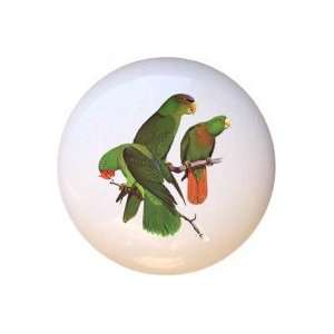  Birds Muller Blacklore rufous tailed Parrots Drawer Pull 