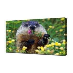  Beaver   Canvas Art   Framed Size 20x30   Ready To Hang 
