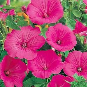 Rose Mallow  Lavatera  Loveliness  25 Seeds Patio, Lawn 