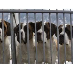  St. Bernards are a Tourist Attraction at a Foundation for 