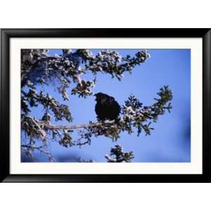  A Blackbird Roosts on a Tree Art Styles Framed 