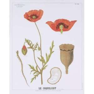  Deyrolle   The Poppy Teaching Chart Offset Lithograph 