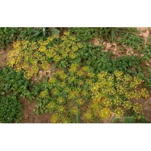  Dill Bouquet Herb  50 Seeds Patio, Lawn & Garden
