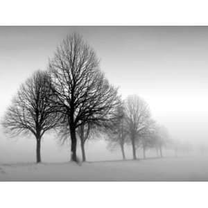  Ilona Wellman   Winter Trees III