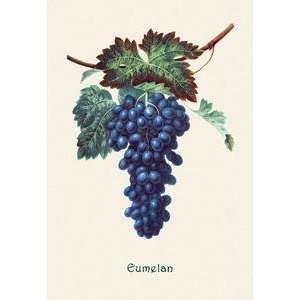  Vintage Art Eumelan Grapes   04161 7