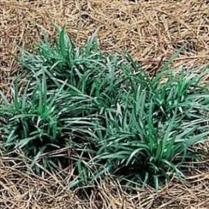  Mini Mondo Grass   Ophiopogon japonicus nana Patio, Lawn 